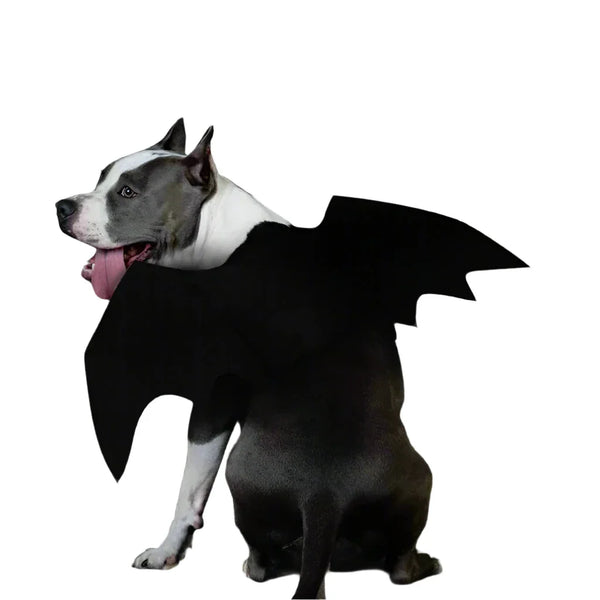 Witch Wings