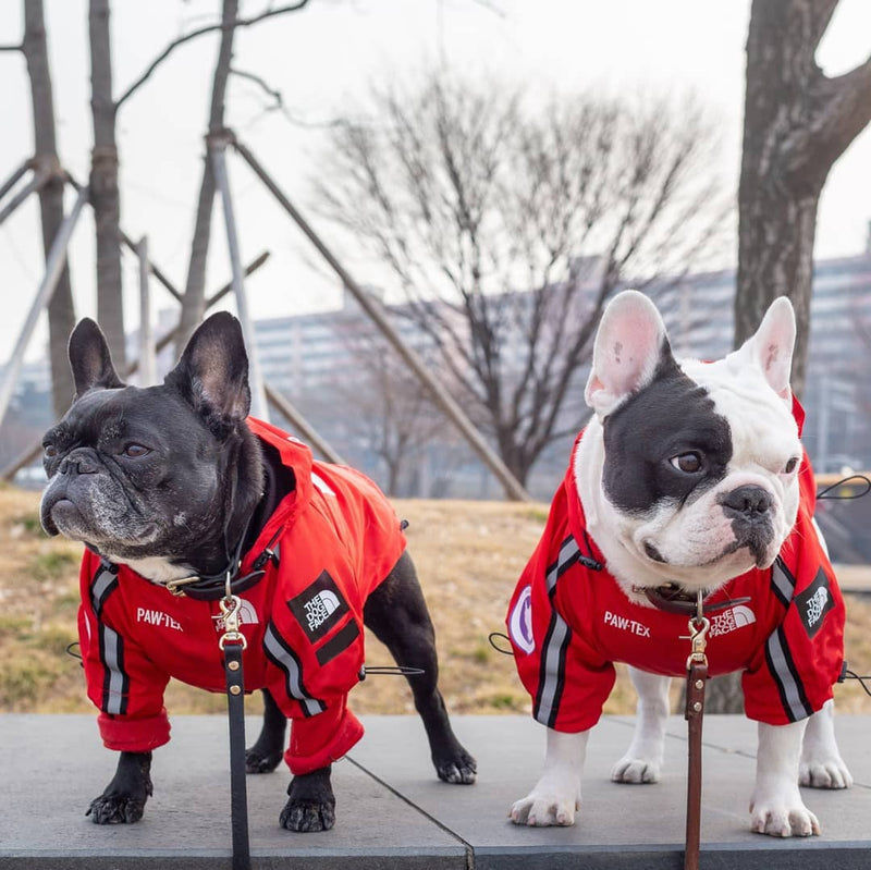 Dog Face Jacket